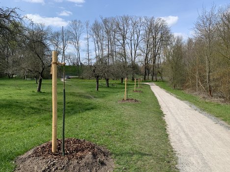 Baumspenden Ringpromenade