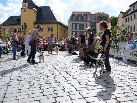 September: 150. Jahrestag Hundemarkt